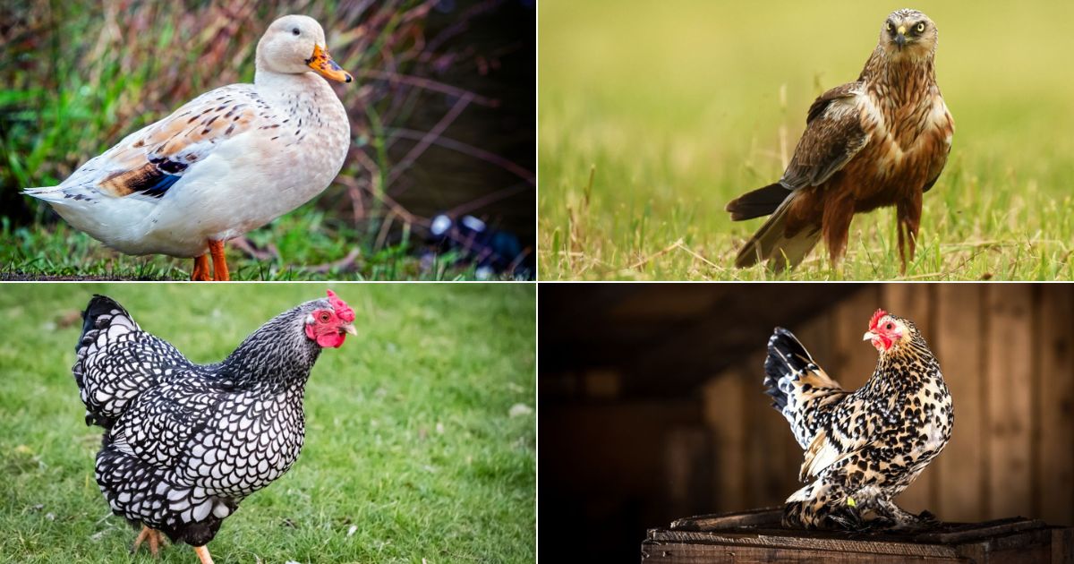 Can Birds Change Gender? And 5 Other Surprising Facts facebook image.