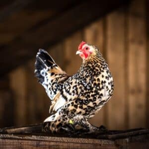 An adorable bantam chicken in a chicken coop.