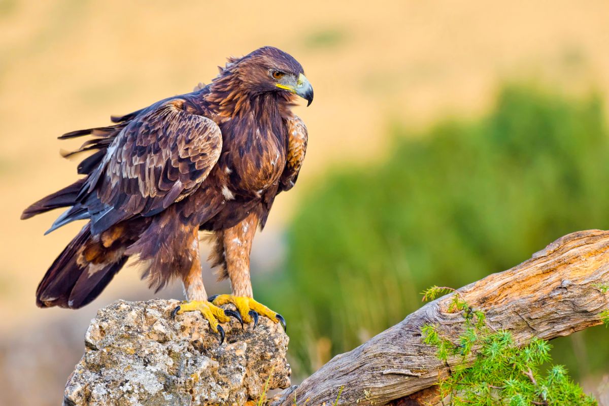 A beautiful Golden Eagle perched on a rock.