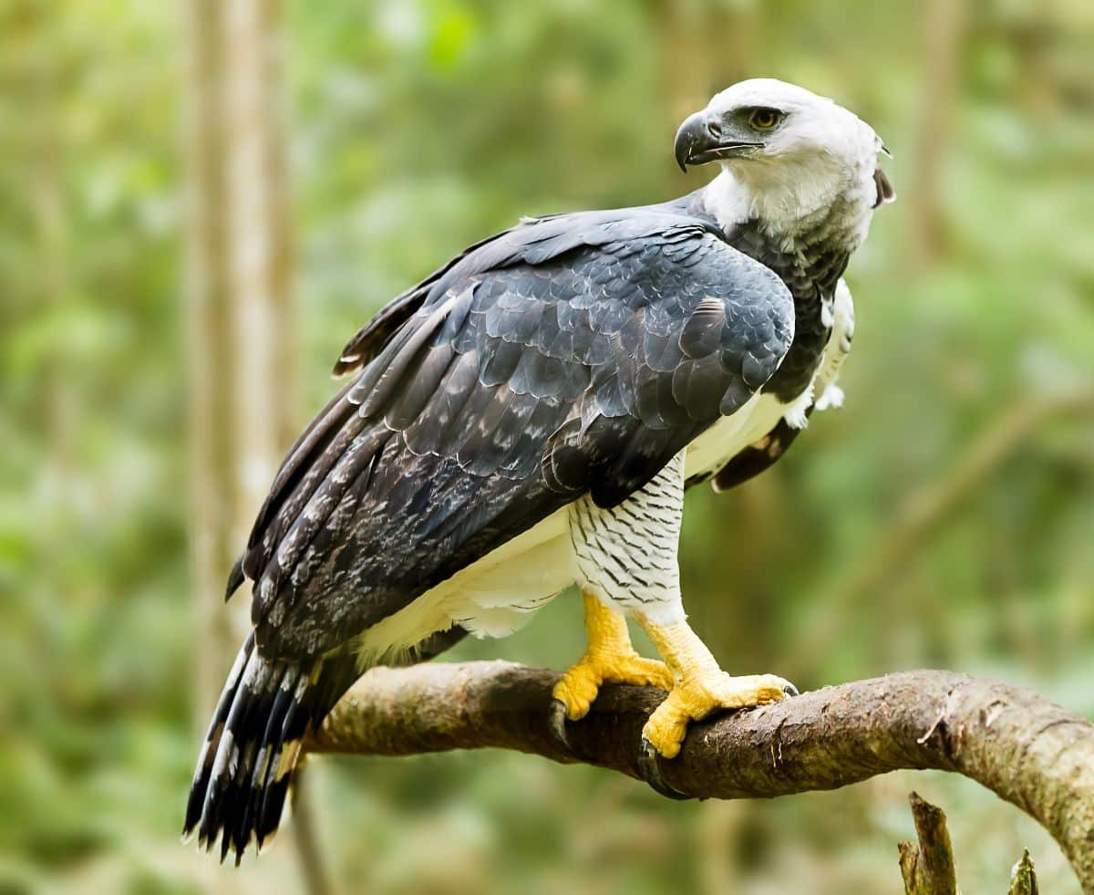 A majestic Harpy Eagle perched on a branch.