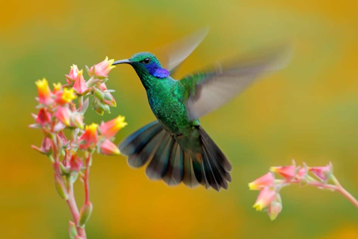 A beautiful Hummingbird eating nectar from a flower.