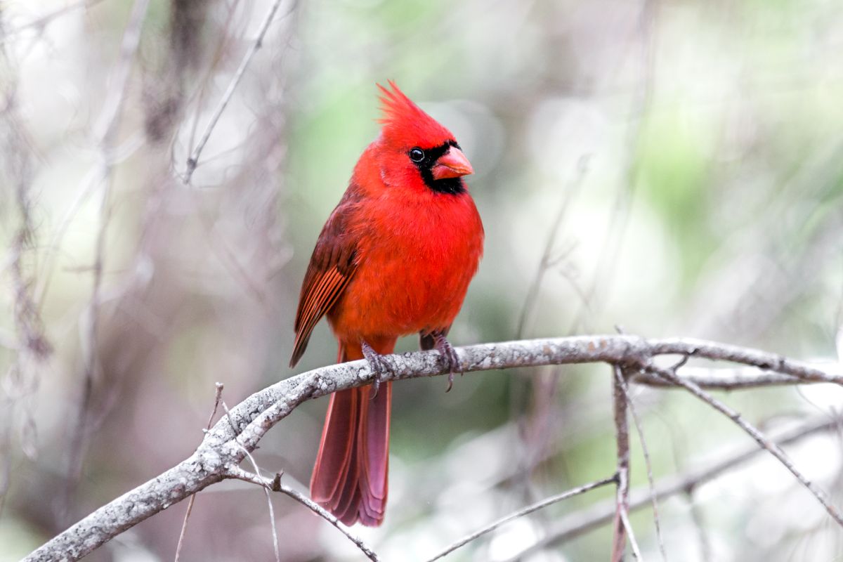 A beautiful male Cardinal perched on a branch.