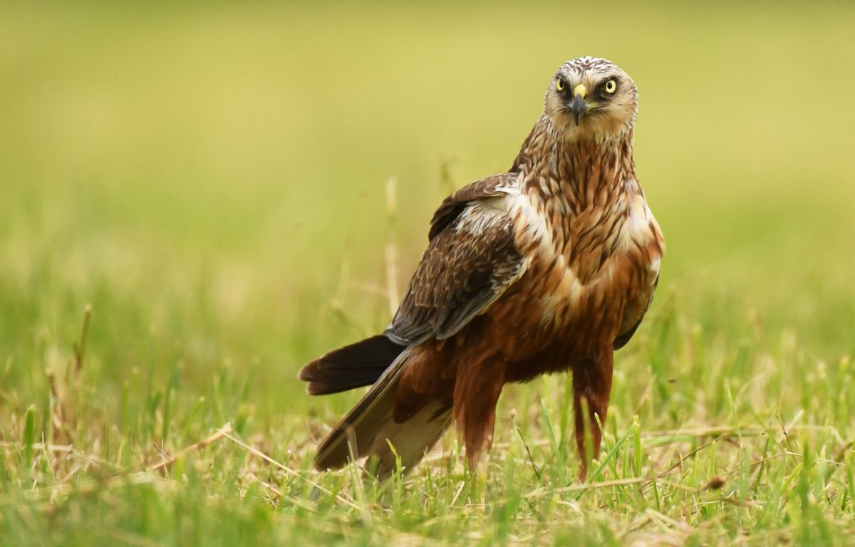 A fierce-looking Marsh Harrier is standing on a meadow.