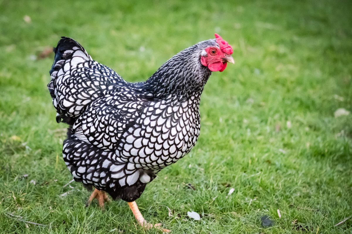 Silver-Laced Wyandotte chicken is walking on a green pasture.