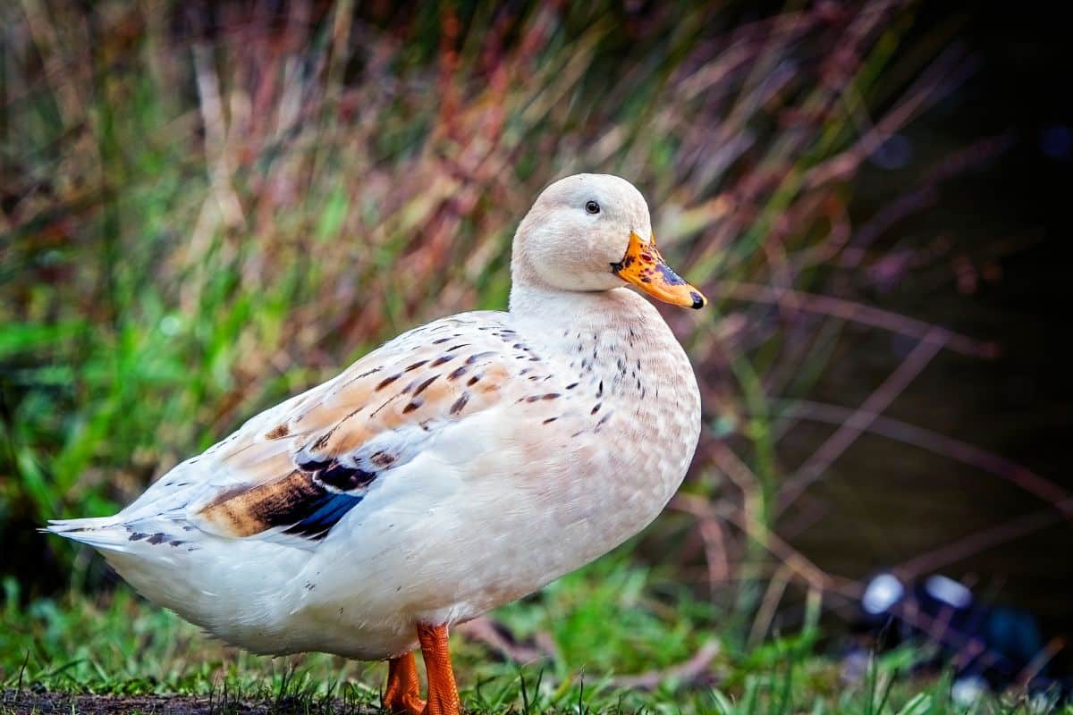 Welsh Harlequin Duck is standing near a pond.