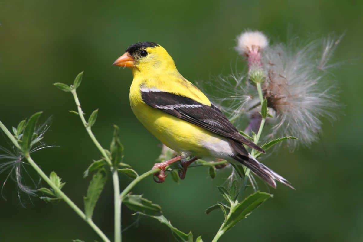 An adorable American Goldfinch perched on a stem.