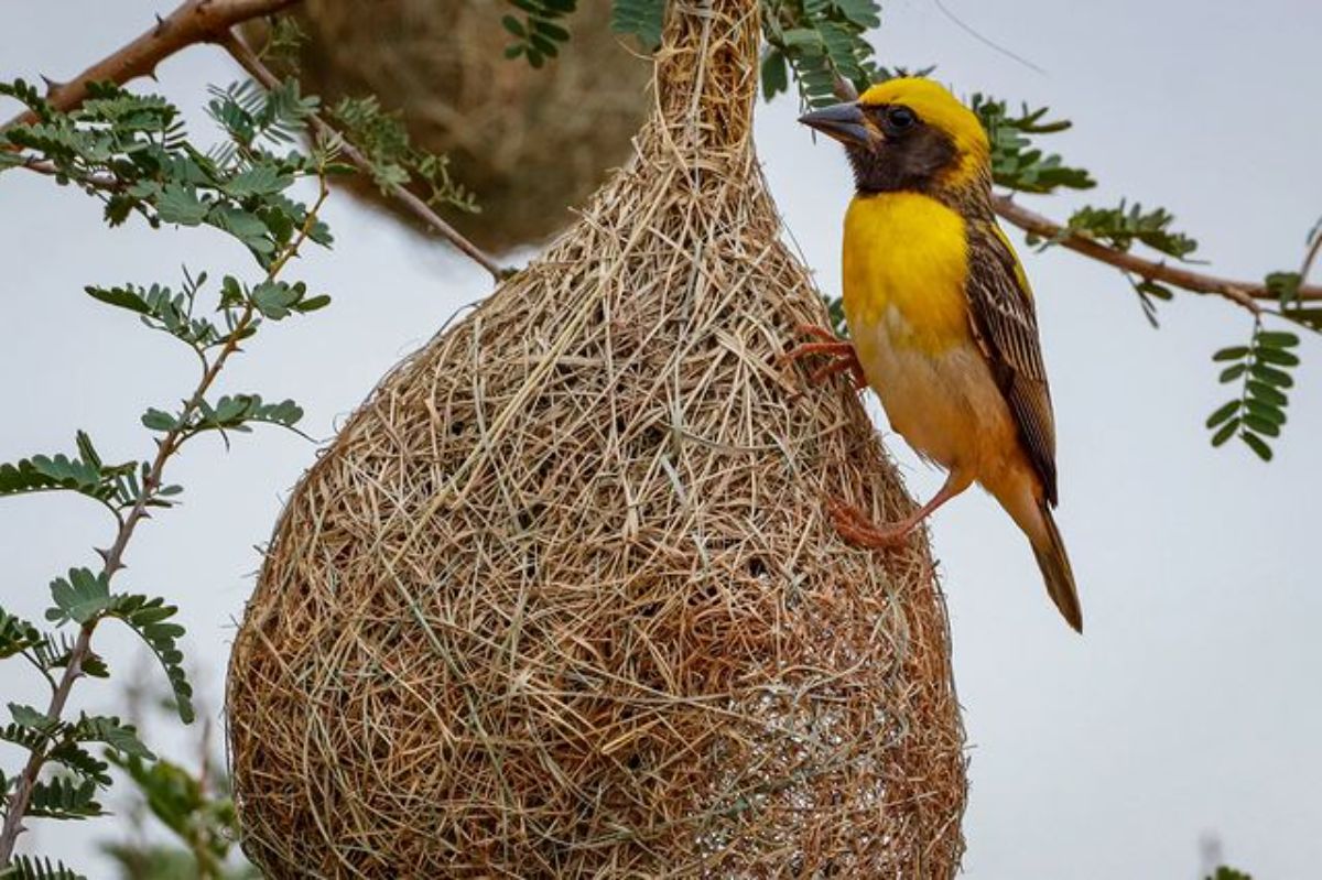 An adorable Baya Weaver perched on a nest.