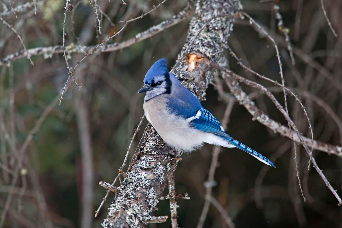 A beautiful  Blue Jay perched on a branch.