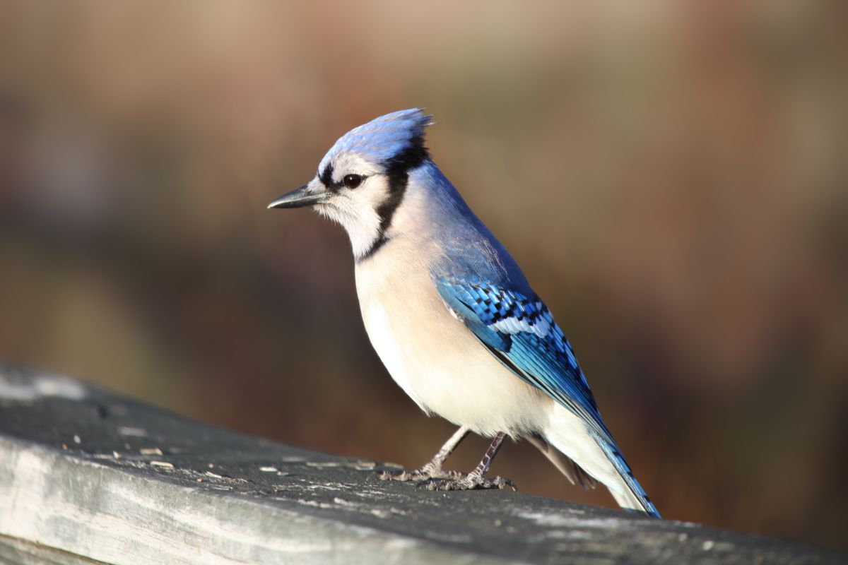 A beautiful Blue Jay perched on a wooden board.