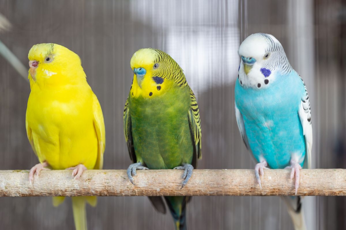 Three adorable Budgerigars s perched on a branch.