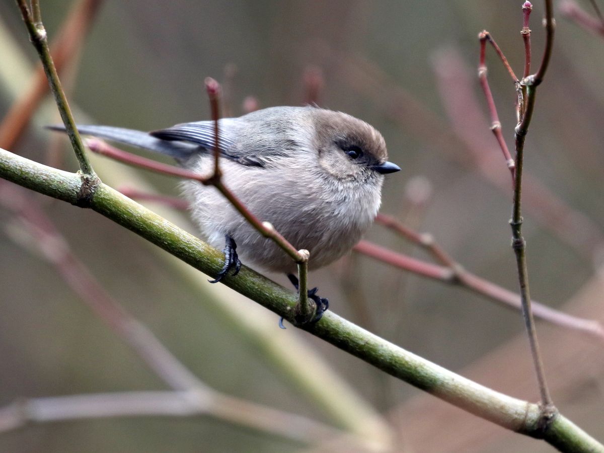 An adorable American Bushtit perched on a branch.