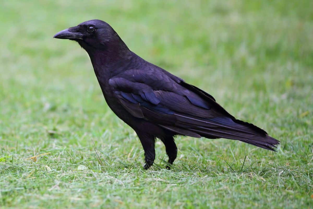 A beautiful Crow is standing on green grass.