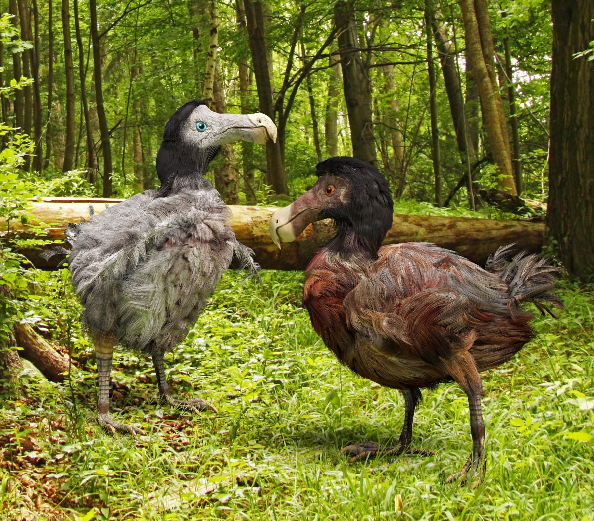 Two artificial Dodo Birds in a forest.