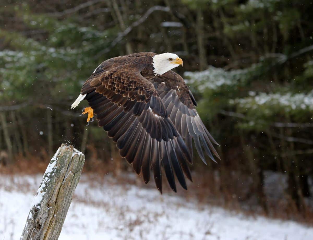 A beautiful Bald Eagle taking off from a wooden pole.