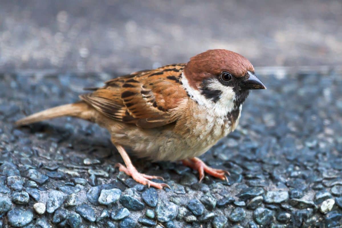 An adorable Eurasian Tree Sparrow perched on a curb.  