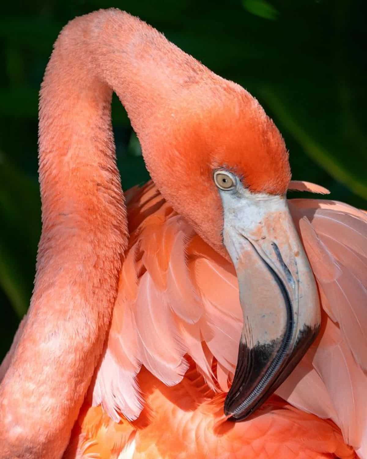 A close-up of a beautiful American Flamingo.