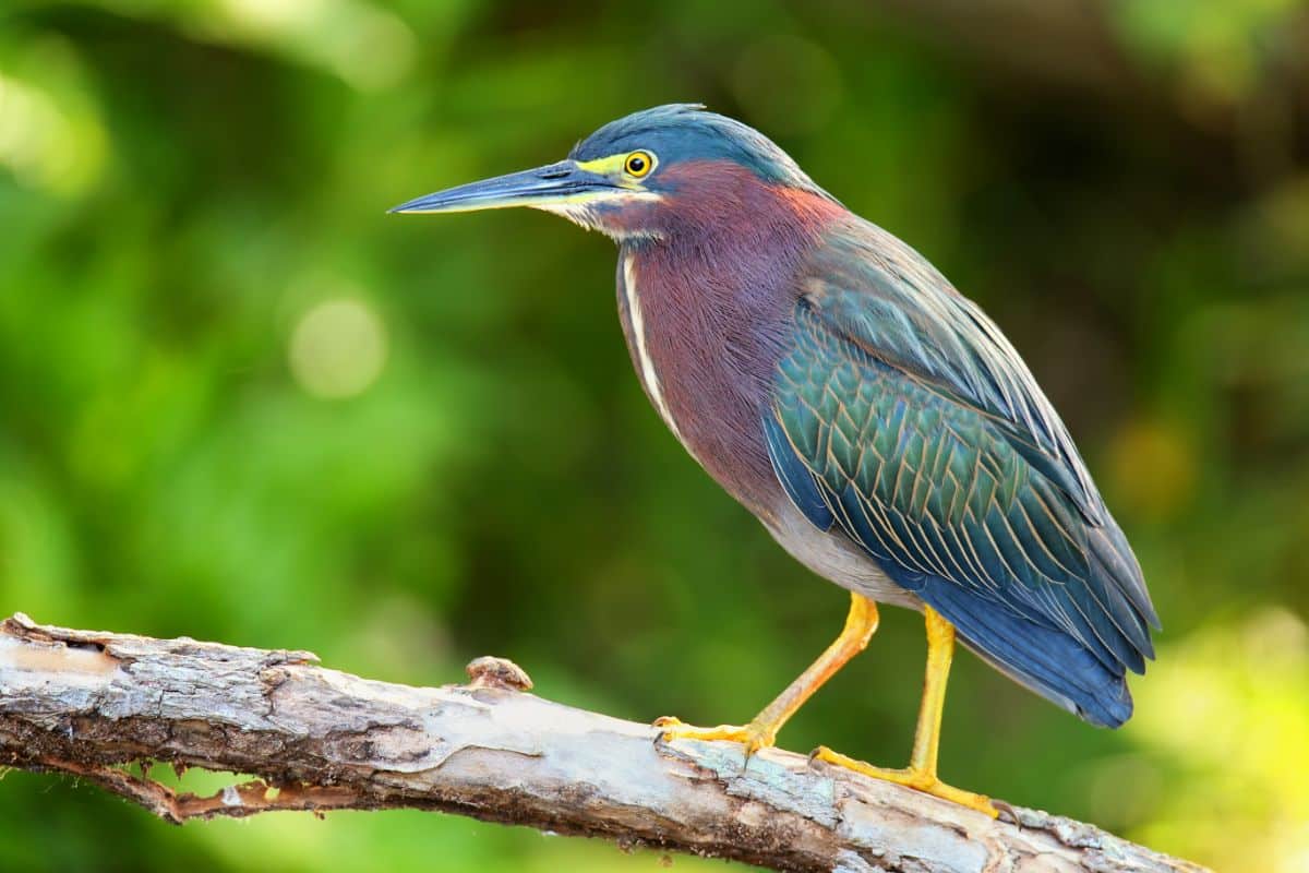 A beautiful colorful Green Heron perched on a dried branch.