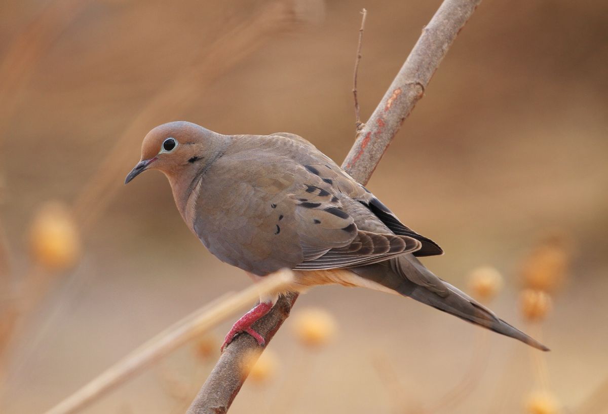 A beautiful Mourning Dove perched on a branch.