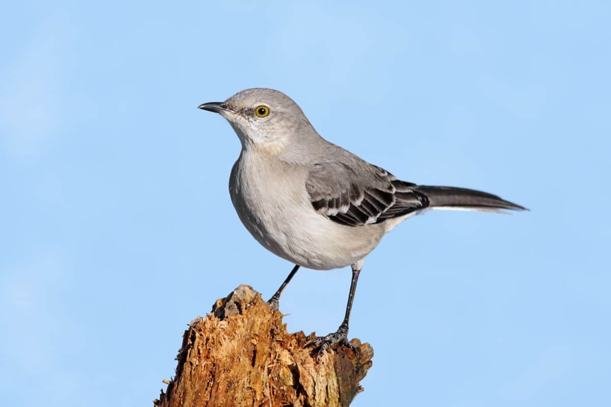 An adorable Northern Mockingbird perched on a tree stump.