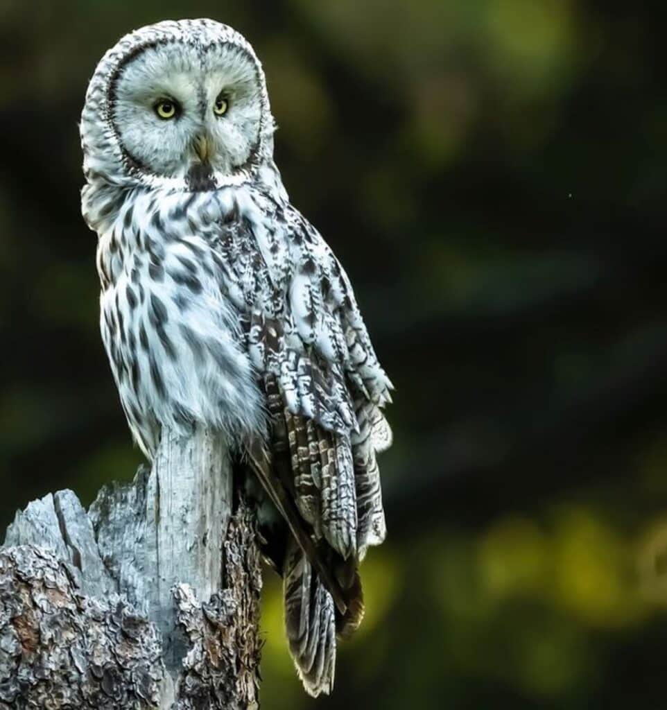 7 Birds That Bring Bad Luck Real Stories Bird Nature 7-birds-that-bring-bad-luck-real-stories-bird-nature