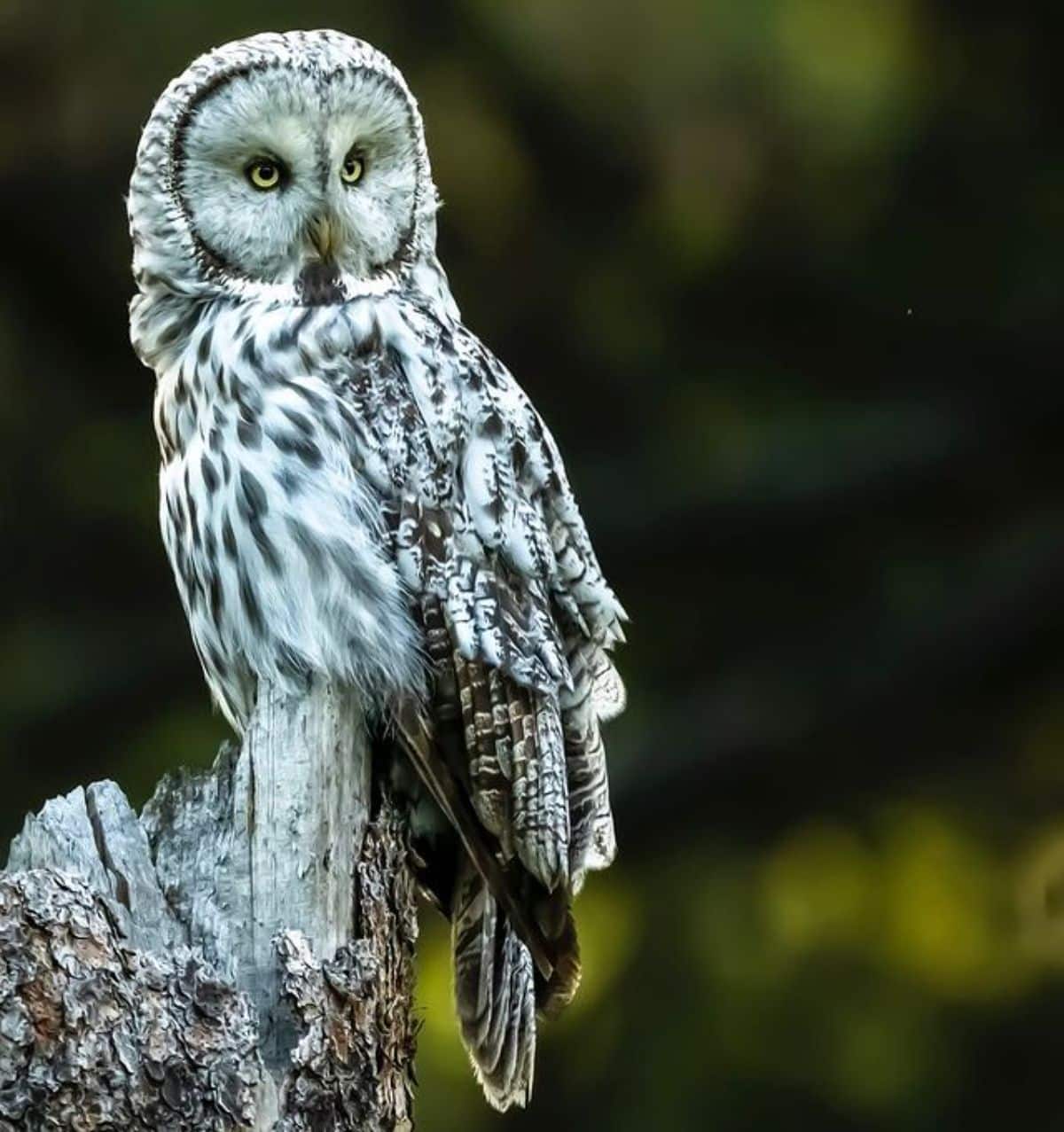 A beautiful white-brown owl perched on a tree log.