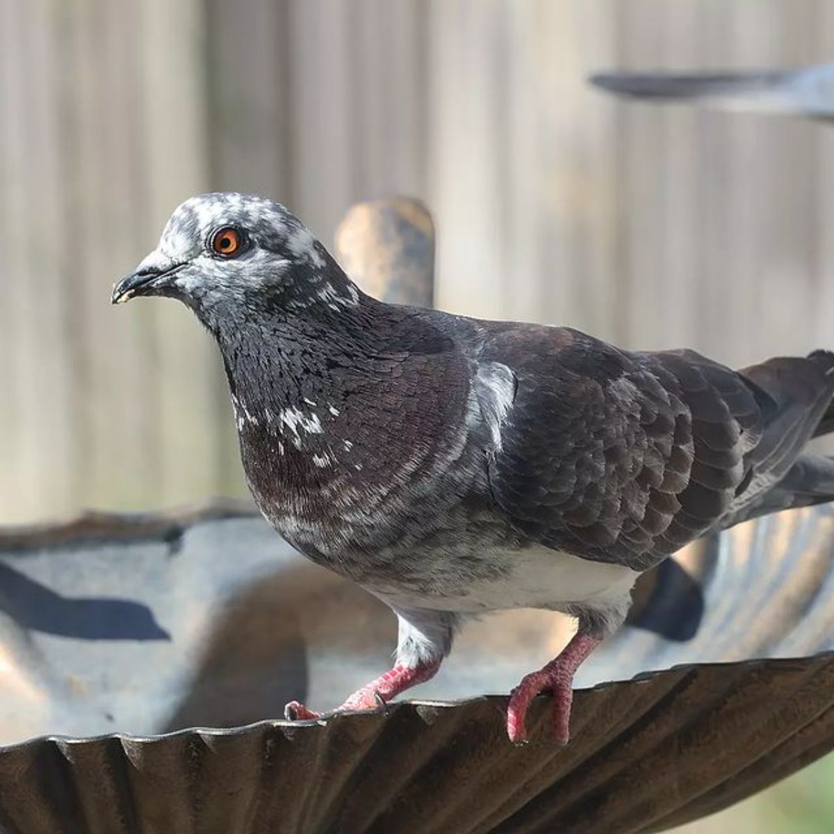 An adorable pigeon perched on a water fountain.