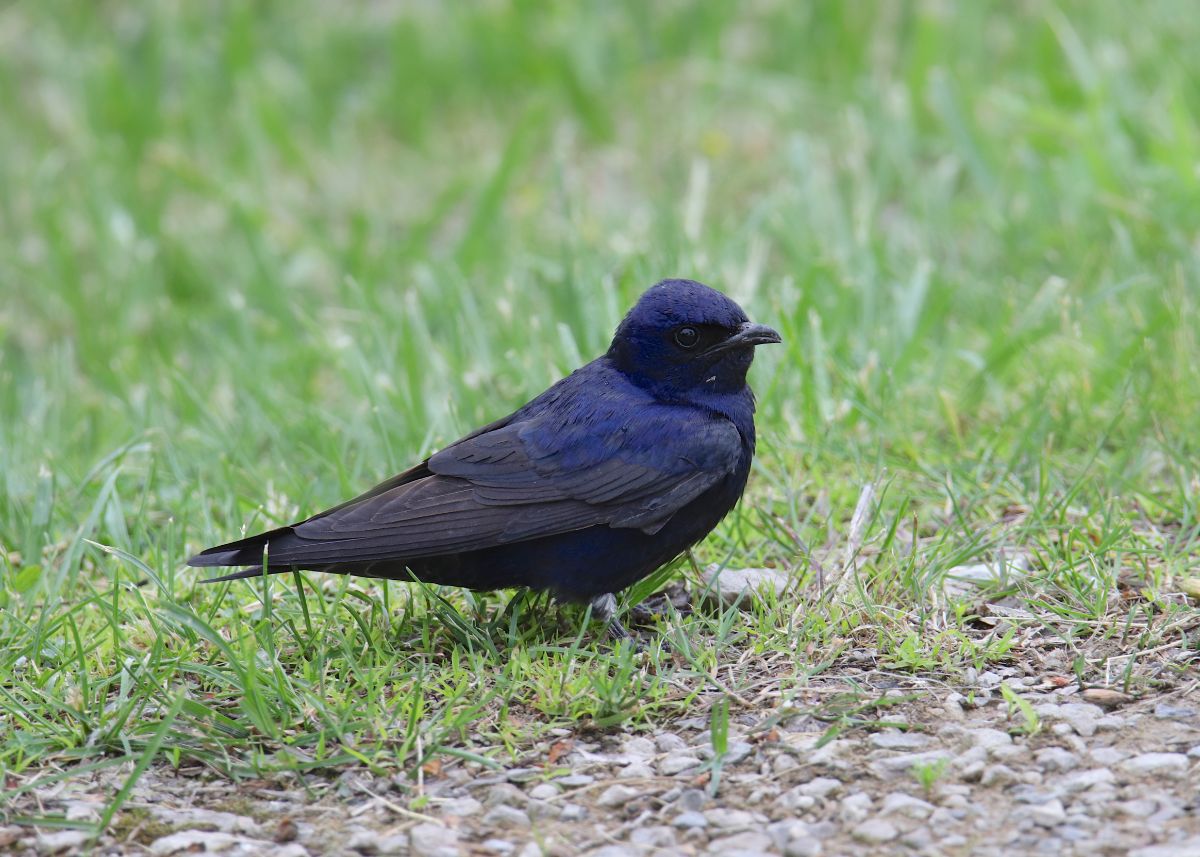 A beautiful Purple Martin perched on the ground.