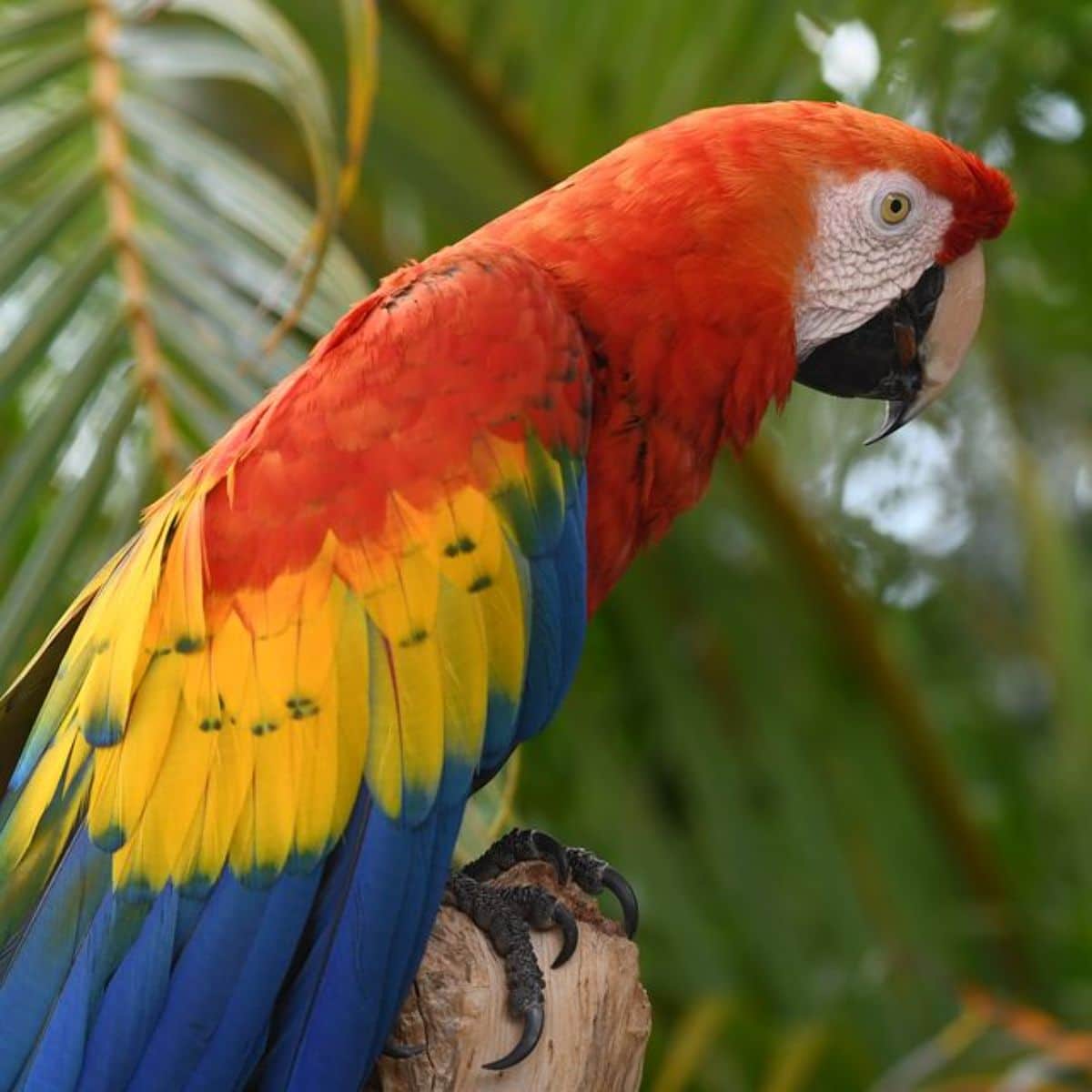 A beautiful colorful Scarlet Macaw perched on a branch.