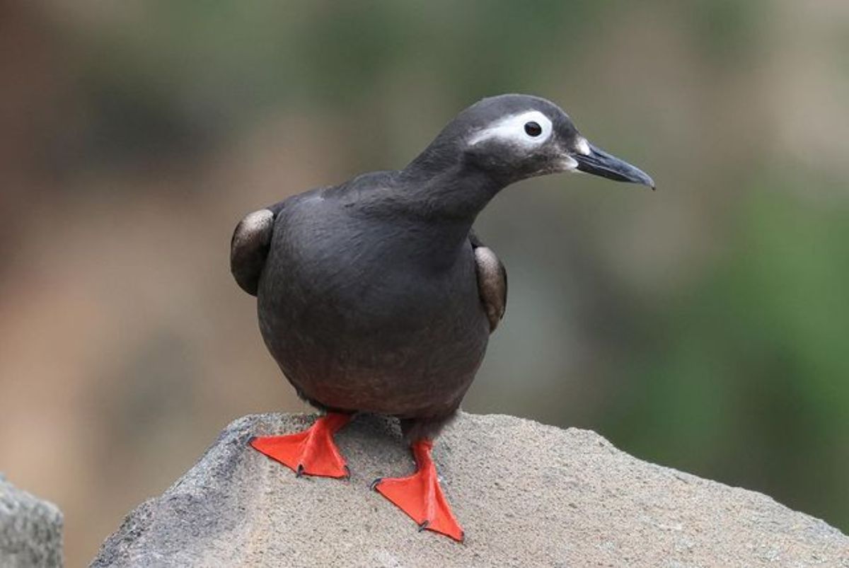 An adorable Spectacled Guillemot perched on a rock.