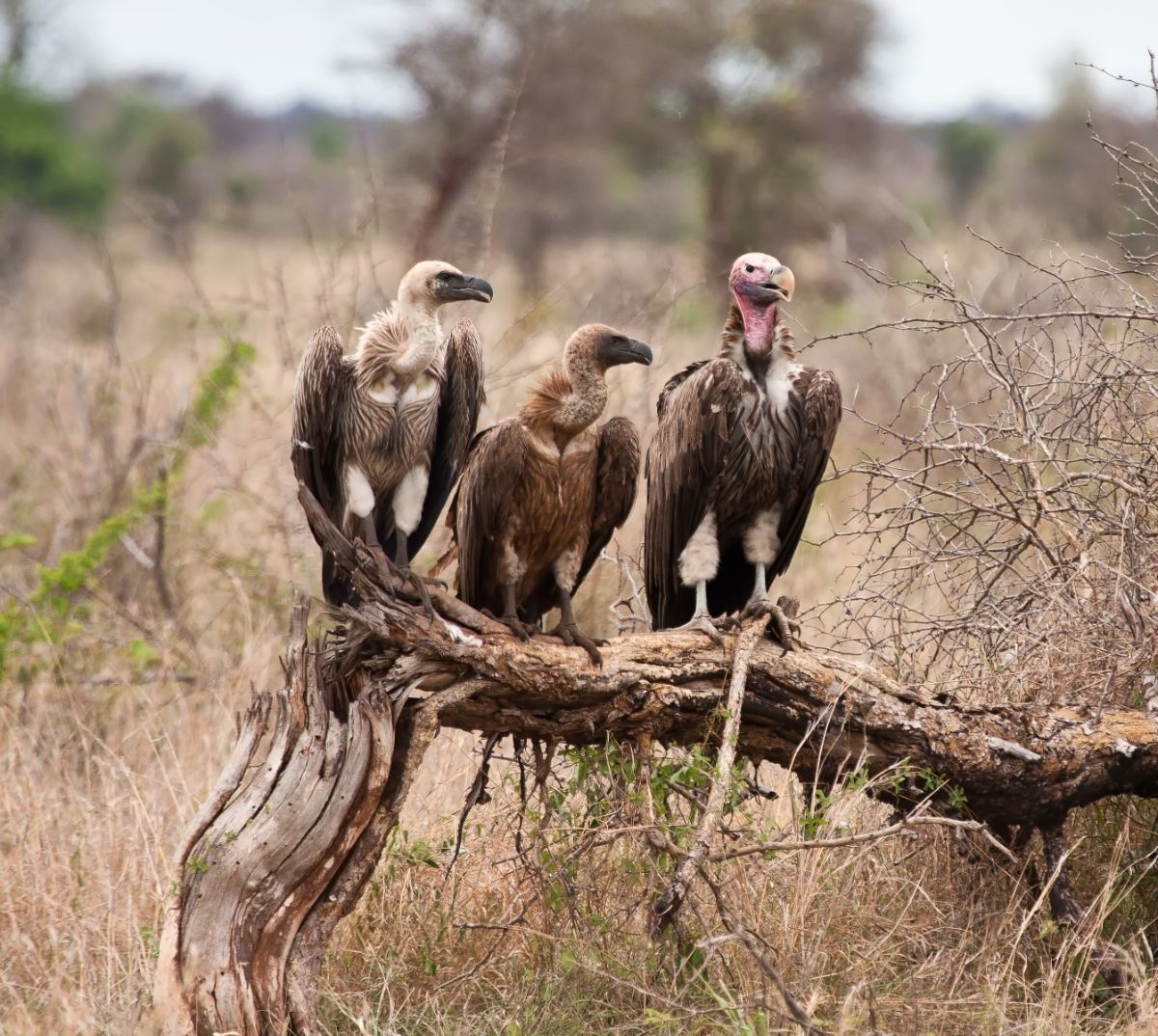 Three Vultures perched on an old tree trunk.
