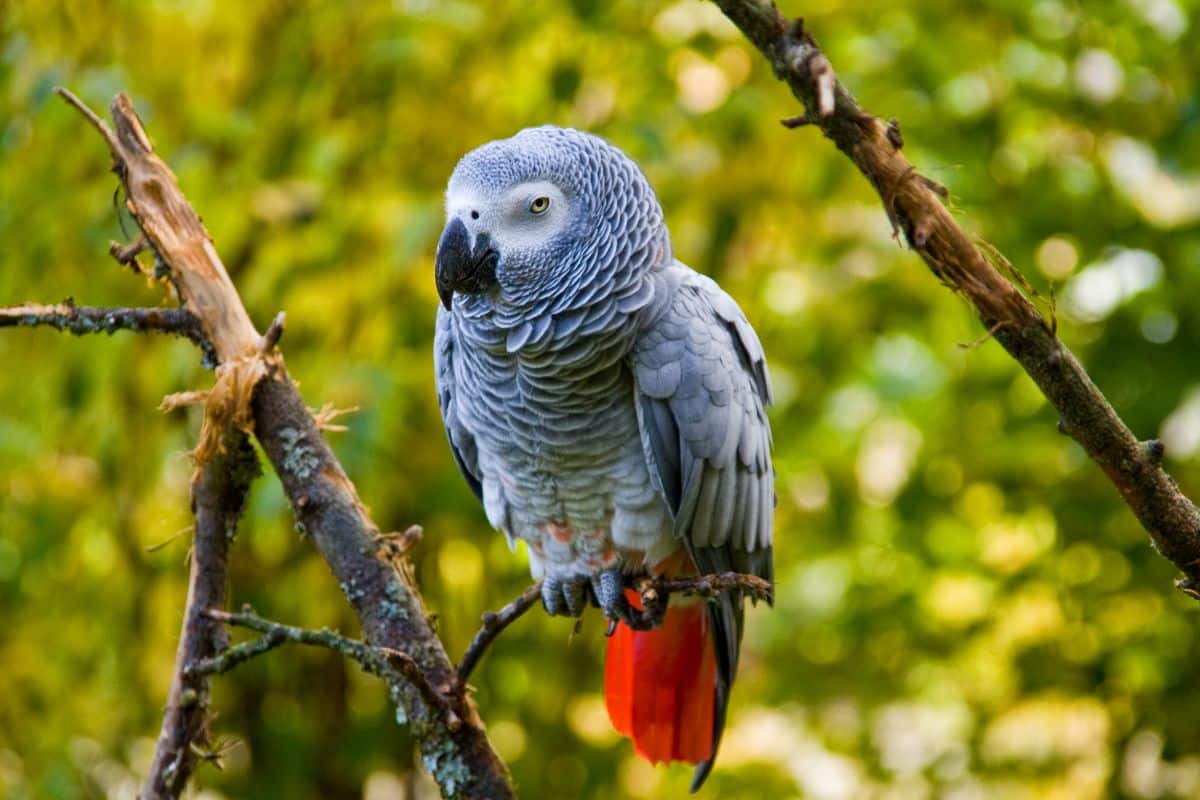 A beautiful African Grey Parrot perched on a thin branch.