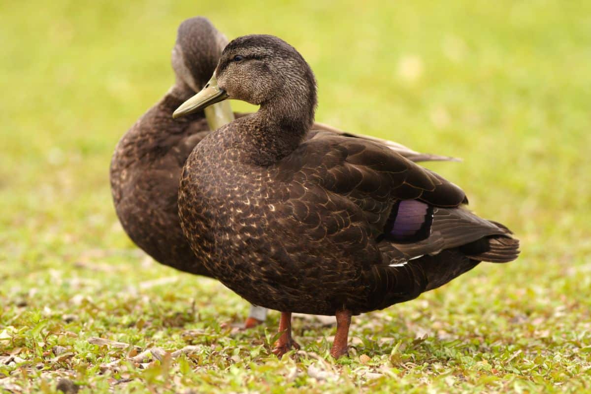 Two adorable American Black Ducks on a meadow.