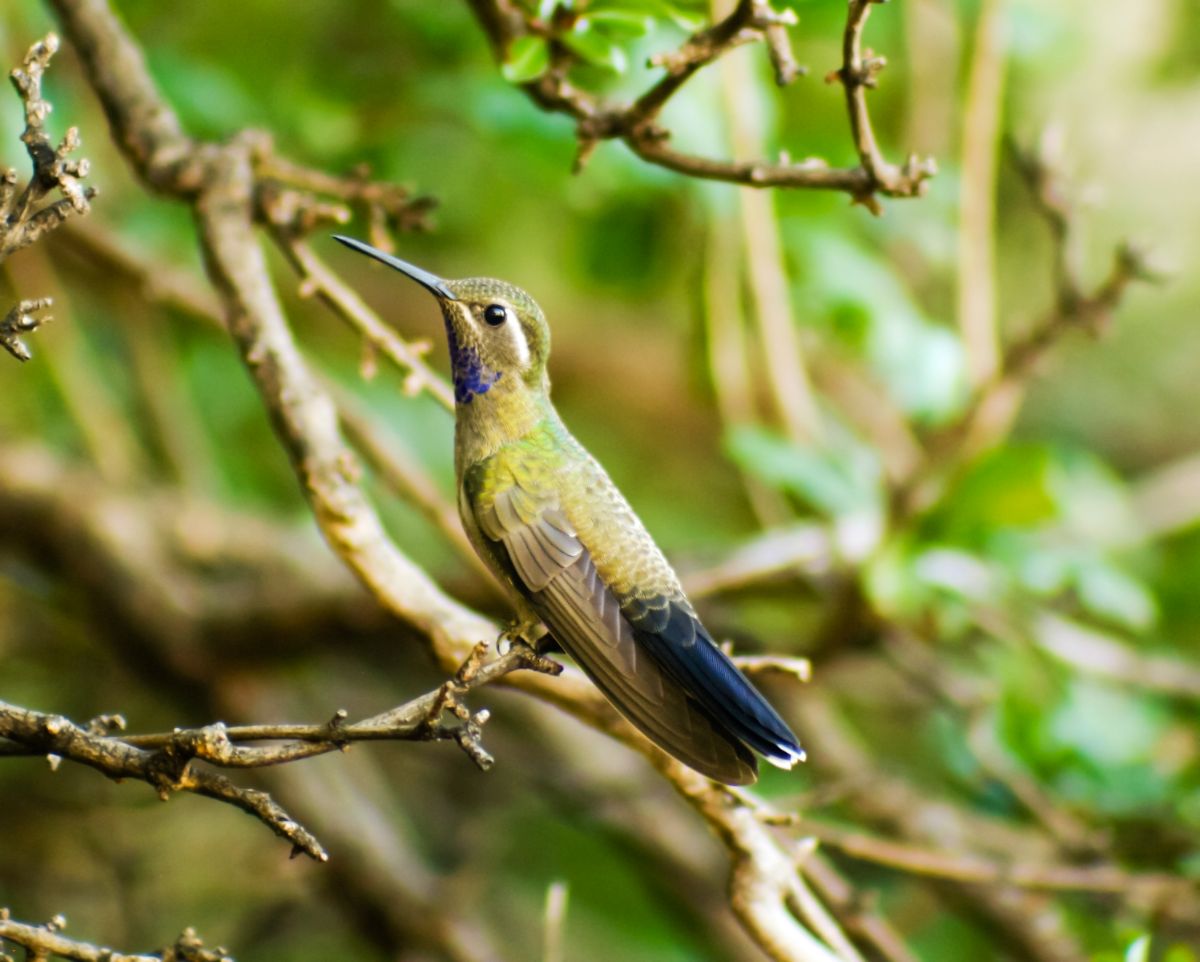 An adorable Blue-throated Mountaingem perched on a thin branch.