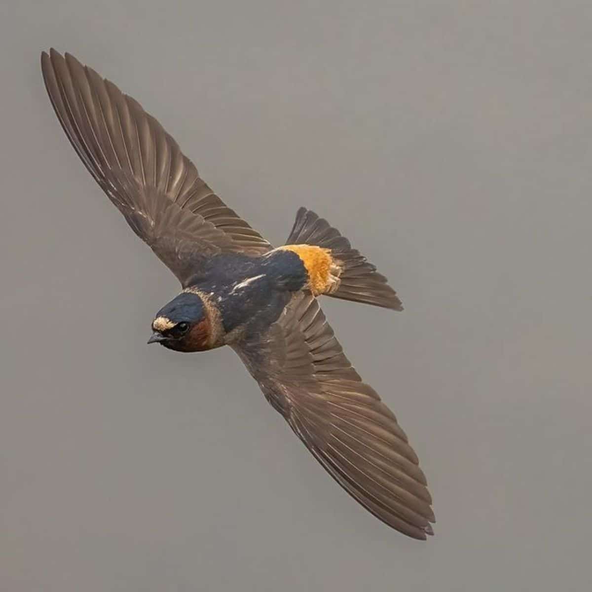 A beautiful flying Cliff Swallow.