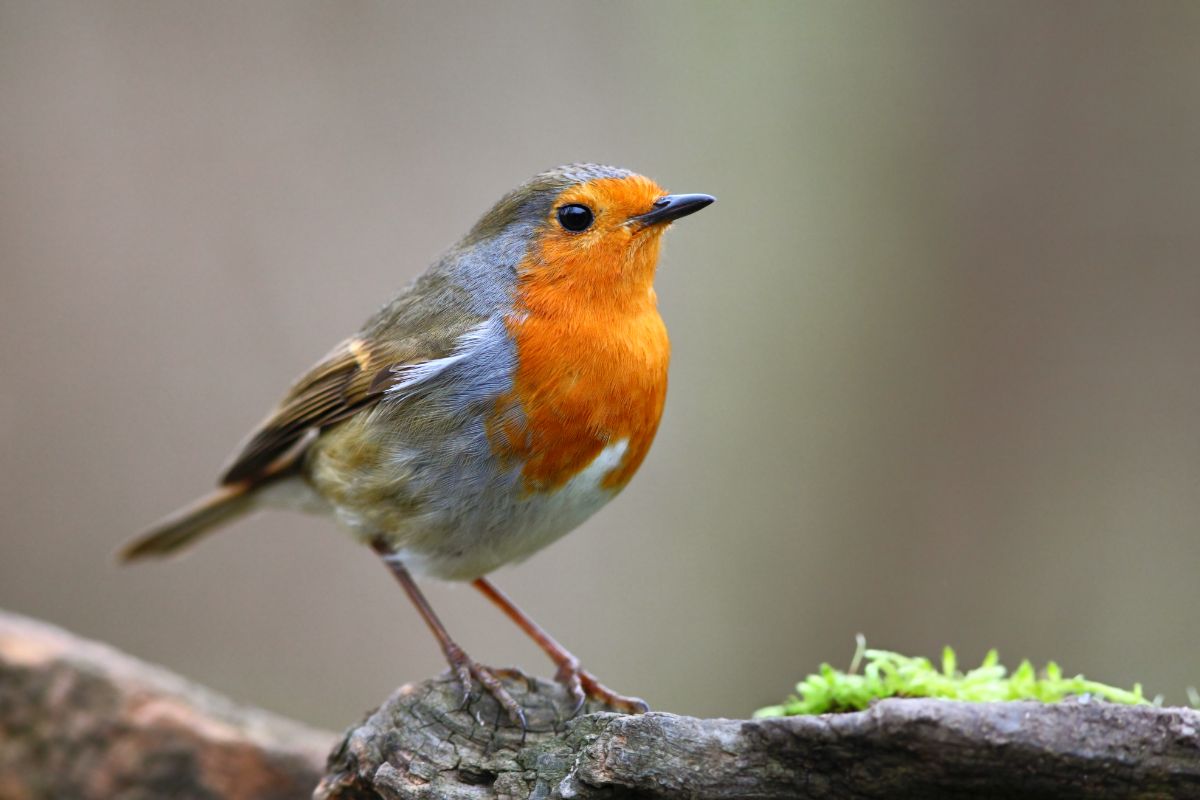An adorable European Robin perched on a wooden log.