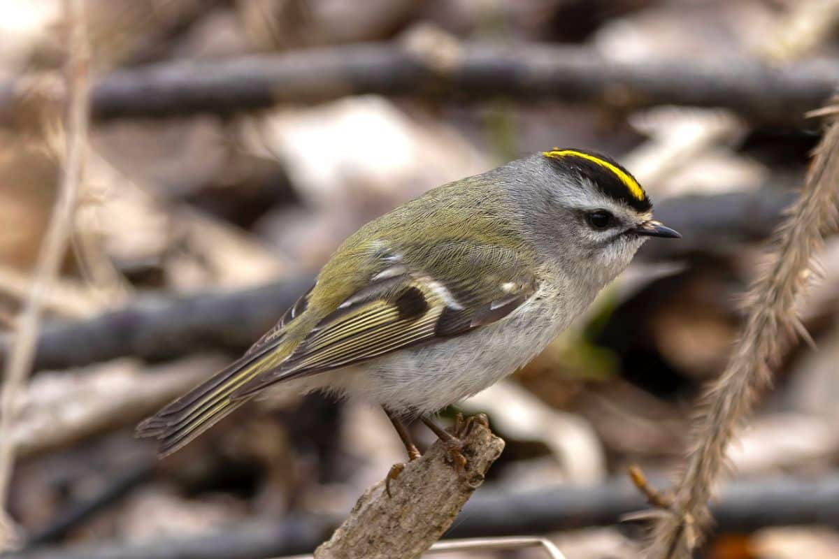 A cute Golden-Crowned Kinglet perched on a branch.