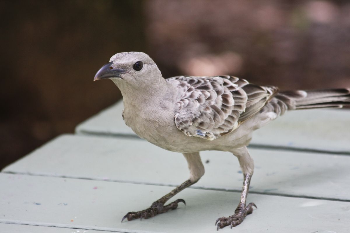 An adorable Great Bowerbird is standing on a wooden table.