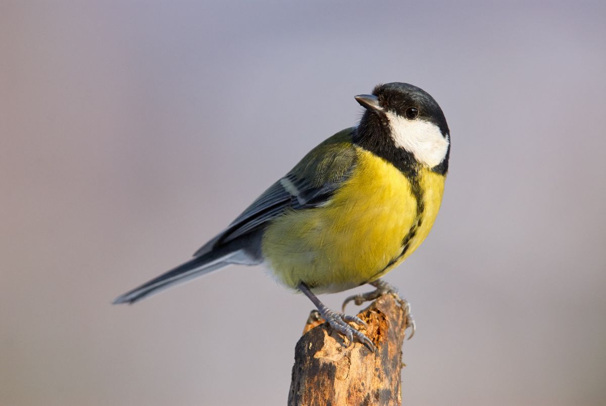 An adorable Great Tit perched on an old branch.