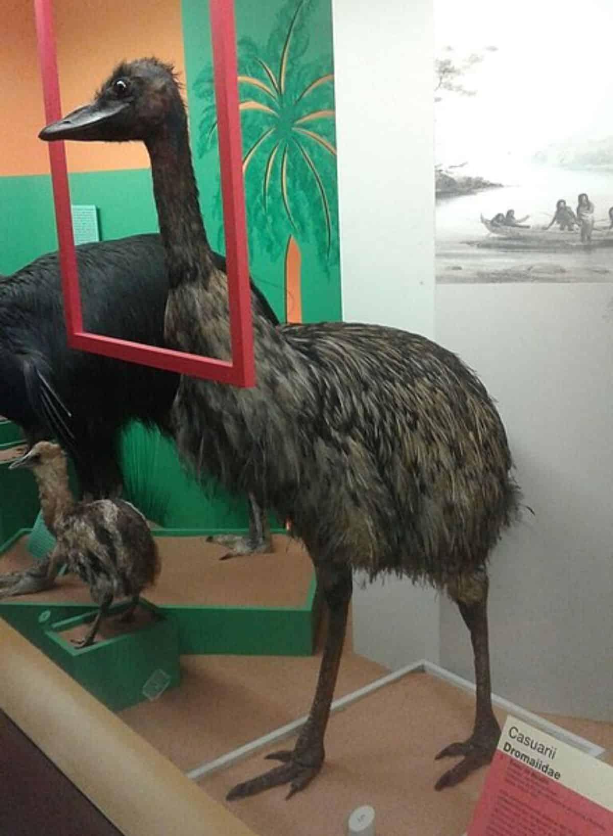 A stuffed Kangaroo Island Emu in a museum.