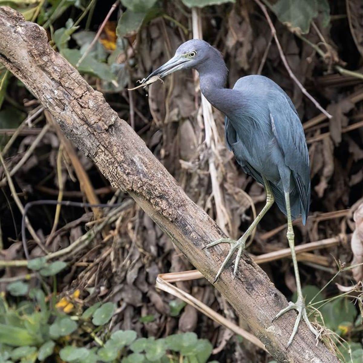 A big tall Little Blue Heron perched on an old dried branch.