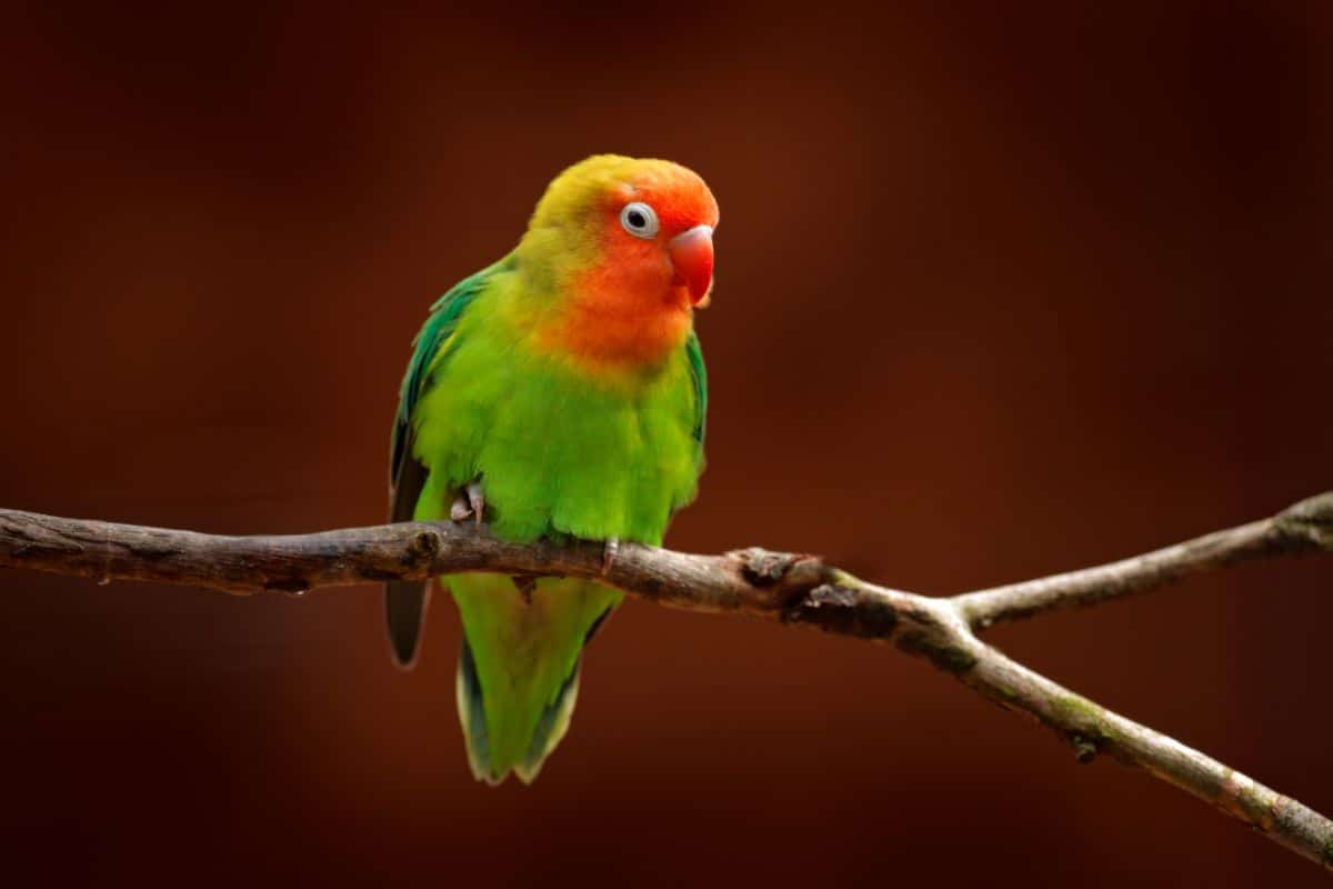 A beautiful colorful Lovebird perched on a  branch.
