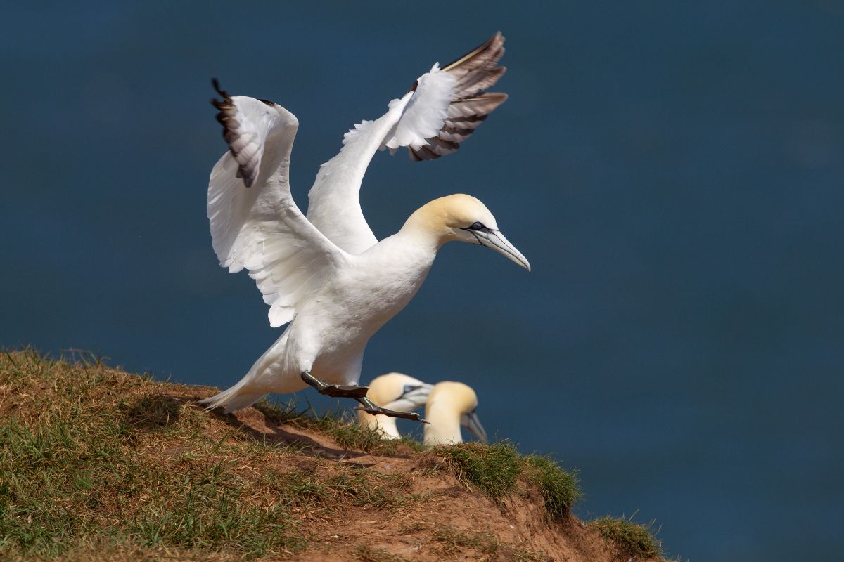 A beautiful Northern Gannet landing on a cliff.