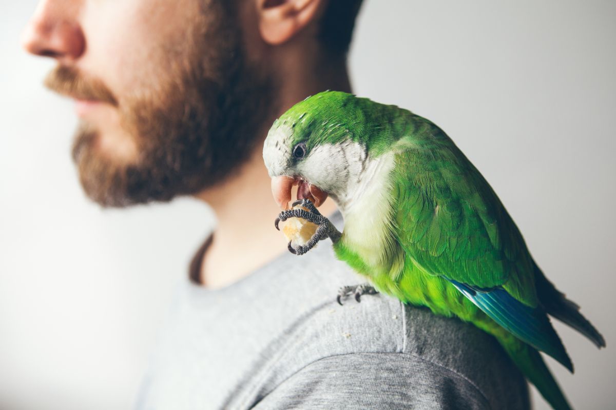 An adorable green Quaker Parakeet perched on a human shoulder.