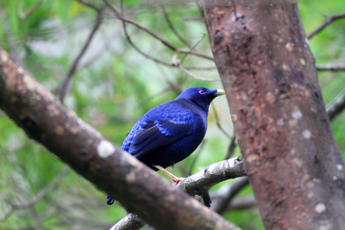 A beautiful Satin Bowerbird perched on a branch.