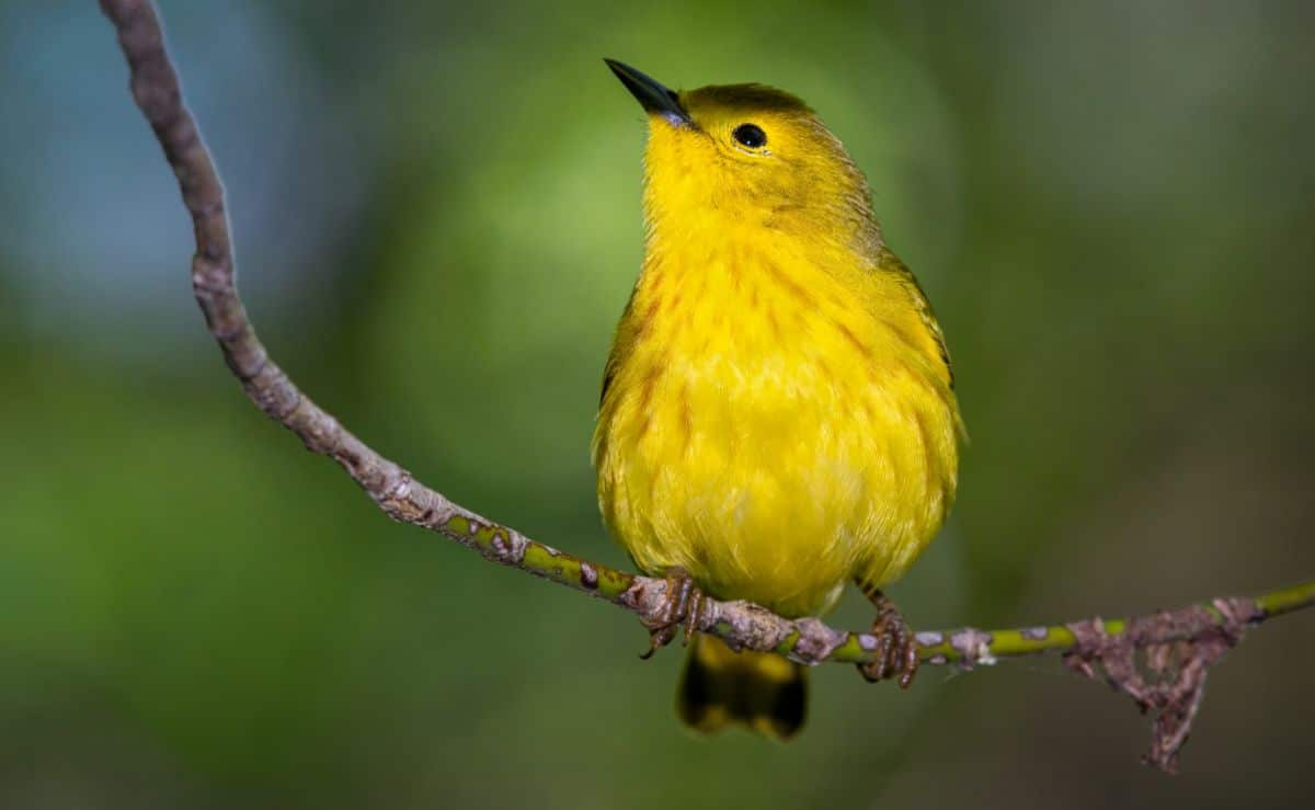 A cute Yellow Warbler perched on a thin branch.