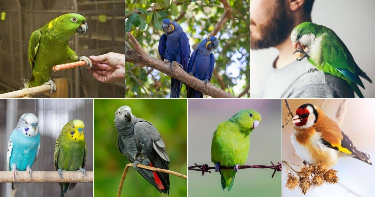11 Best Birds to Have as a Pet for Beginners (with Photos) facebook image.