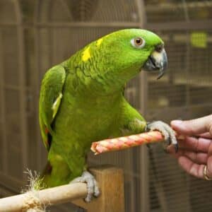 A beautiful Amazon Parrot holding a stick.
