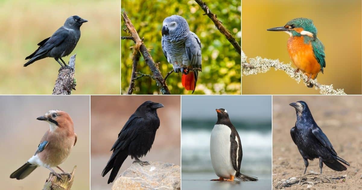 11 Birds That Bring Gifts (and What Does it Mean) facebook image.