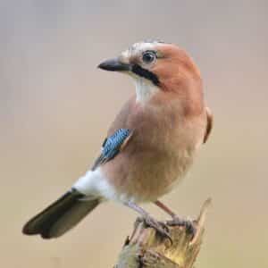 An adorable Jay perched on a branch.