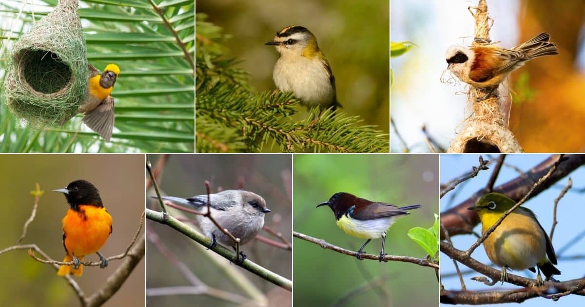 11 Birds That Build Beautiful Hanging Nests (With Photos) facebook image.